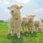 Farm Life Experience&Animal Petting Tour from Tokyo – Milk Cows, See Animals