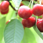 Hiroshima Cherry Picking Tour in Hirata Farm – Organic Farm Visit