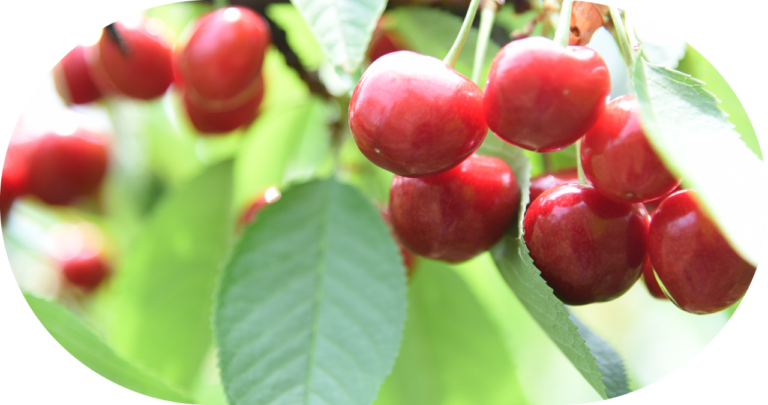 This image showcases a cluster of ripe, red cherries hanging from a tree branch amidst lush green leaves, captured in a close-up shot with an oval frame.