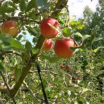 Hiroshima Apple Picking Tour in Hirata Farm – Organic Farm Visit