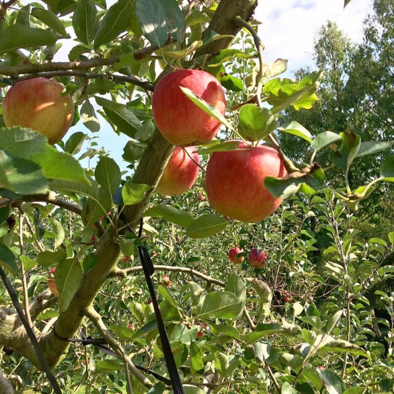 A vibrant apple tree laden with ripe, red apples amidst lush green foliage, basking in the sunlight.