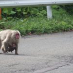 Japanese Far North Snow Monkey Expedition into Aomori Japan – Monkey Quest