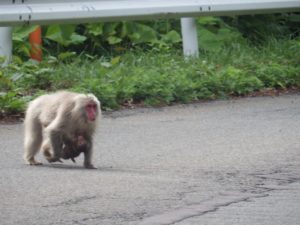 Japanese Far North Snow Monkey Expedition into Aomori Japan - Monkey Quest