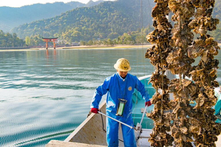 A worker in blue attire and a yellow hard hat tends to oyster farming on a boat, with strings of oysters hanging nearby, set against a backdrop of water, land, and mountains with a Japanese torii gate visible in the distance.